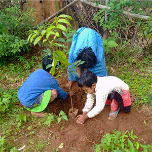 Tree Plantation NGOs