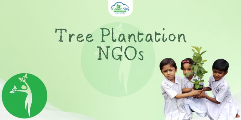 Tree Plantation NGO'S